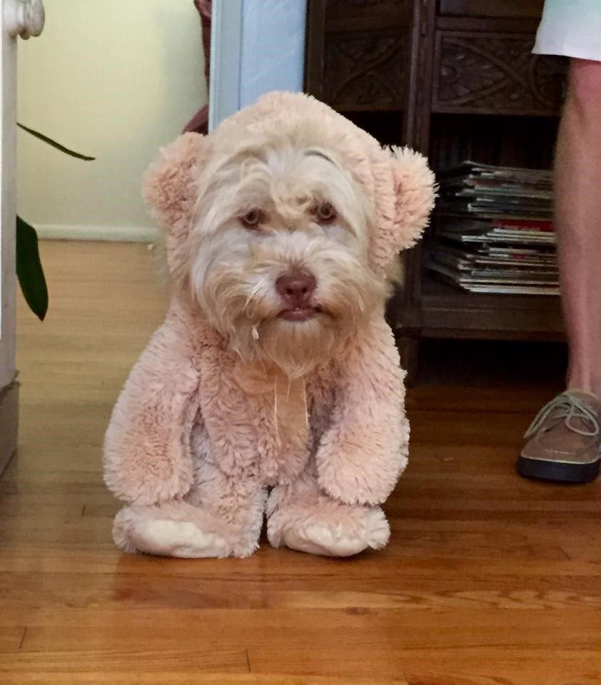 Charlie Bear